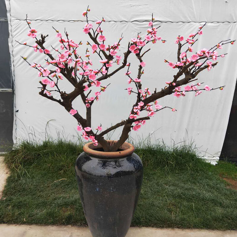 干支梅花梅花树装饰桃花树客厅墙面梅花树干树枝落地吊顶花插花瓶 1