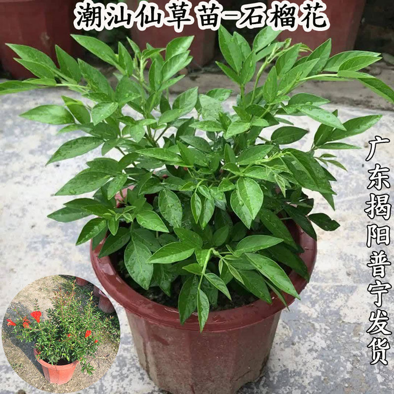 磐阙 上新【仙草苗】石榴花潮汕仙草抹草盆栽树苗吉祥