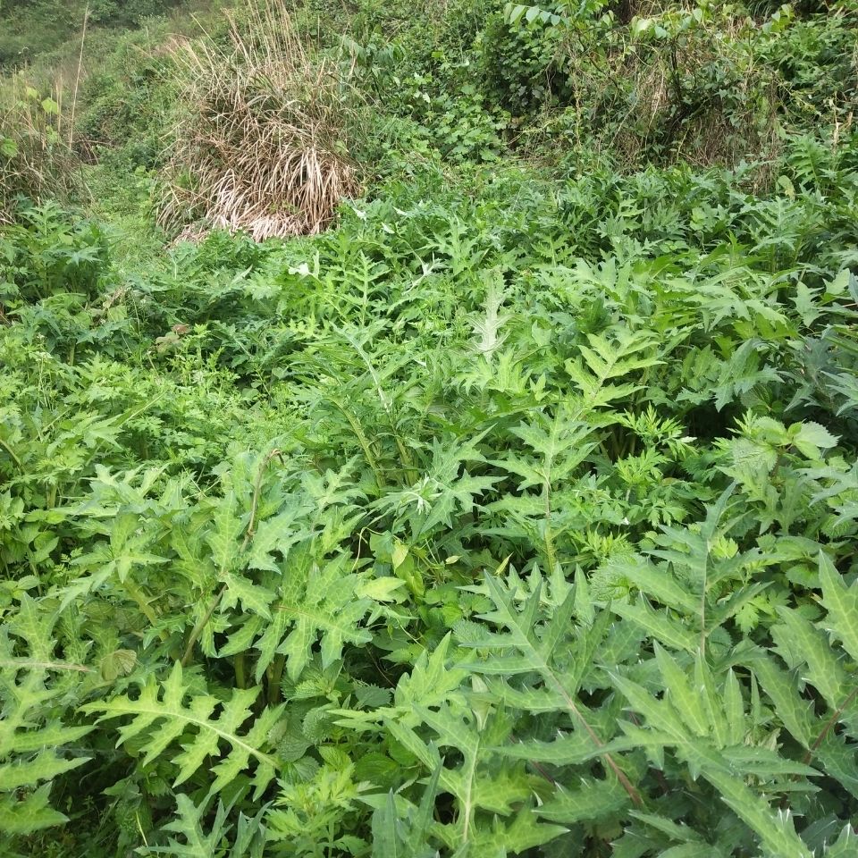 贵州野生马刺蓟新鲜马刺根滋补纯野生牛口刺大蓟根2斤新鲜现挖整株