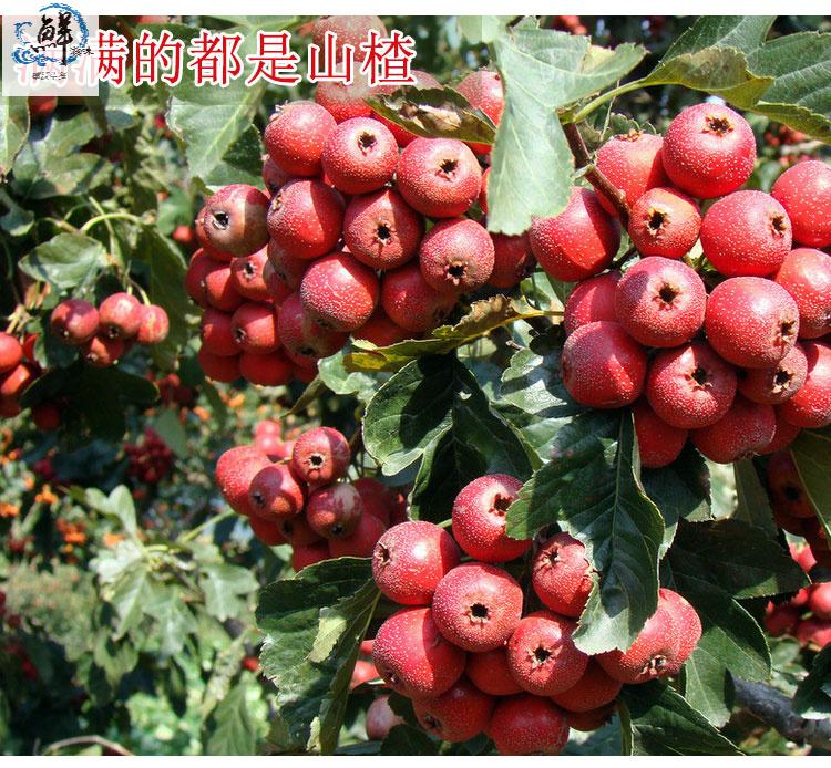 香宜惠 精品山楂果山里红新鲜红果 2.5kg 5斤 食谱 竹签_ 4折现价30元