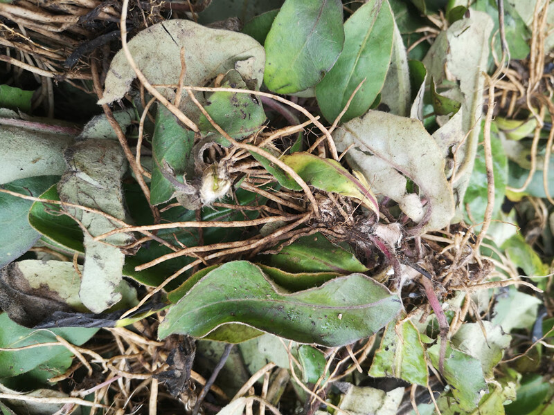 贵州新鲜农产品毛大丁草500克 中草药材巴地香扑地香一支香毛耳风