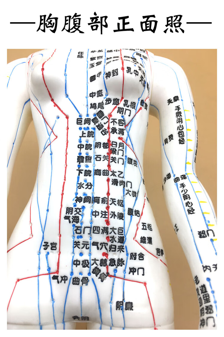 穴位模型中医人体针灸穴位模型手臂可转身体推拿按摩十二经络清晰男女