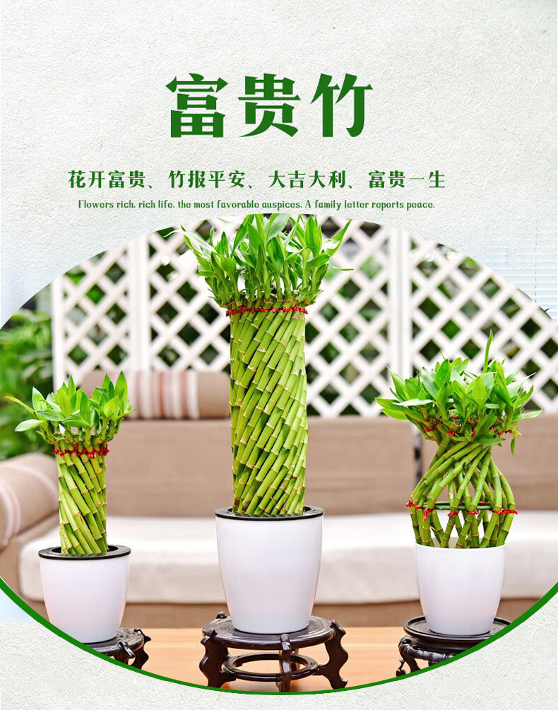 带根编织富贵竹转运竹水培植物室内办公室小盆景花卉客厅竹子盆栽y7