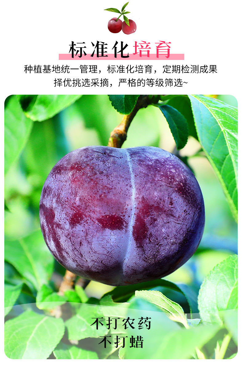 新鲜黑布林李子水果批发当季现摘孕妇水果黑布朗红布林甜李子 小果