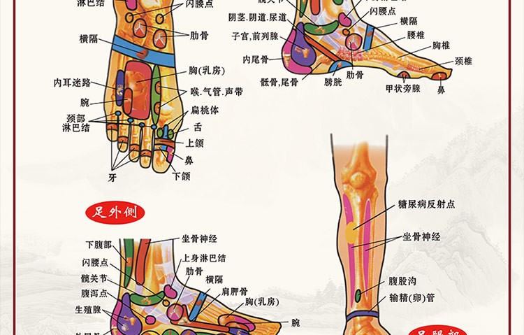 【新品】足底按摩穴位图足部反射区大挂图人体经络穴位图 标准人体