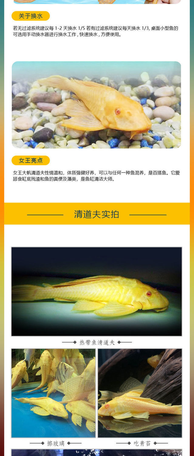 鱼大小型擦玻璃除藻异形鱼热带观赏鱼 女王大帆23-25cm【2条】送饲料