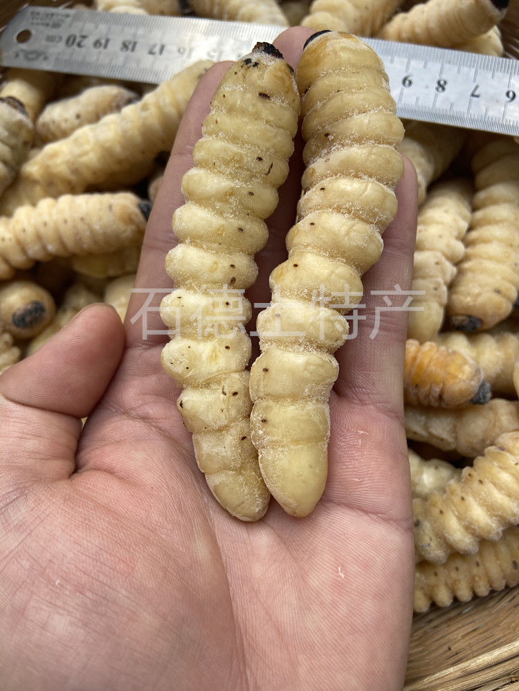 伟博速冻大柴虫大木虫大财虫大木花哈虫木虫天牛幼虫食用高蛋白1斤500