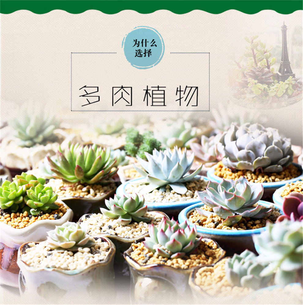 现货 京东云仓发货 多肉植物微景观 室内桌面盆栽绿植 红宝石 tp