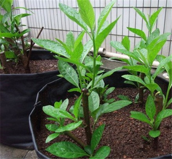 姜南马来西亚南非叶苗盆栽苦茶树苗盆景将军叶阳台绿色植物6年苗苗