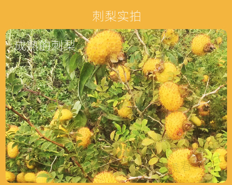 贵州刺梨酒黄氏野生刺梨果酒21度纯粮发酵特产农家自酿糯米酒低度5斤