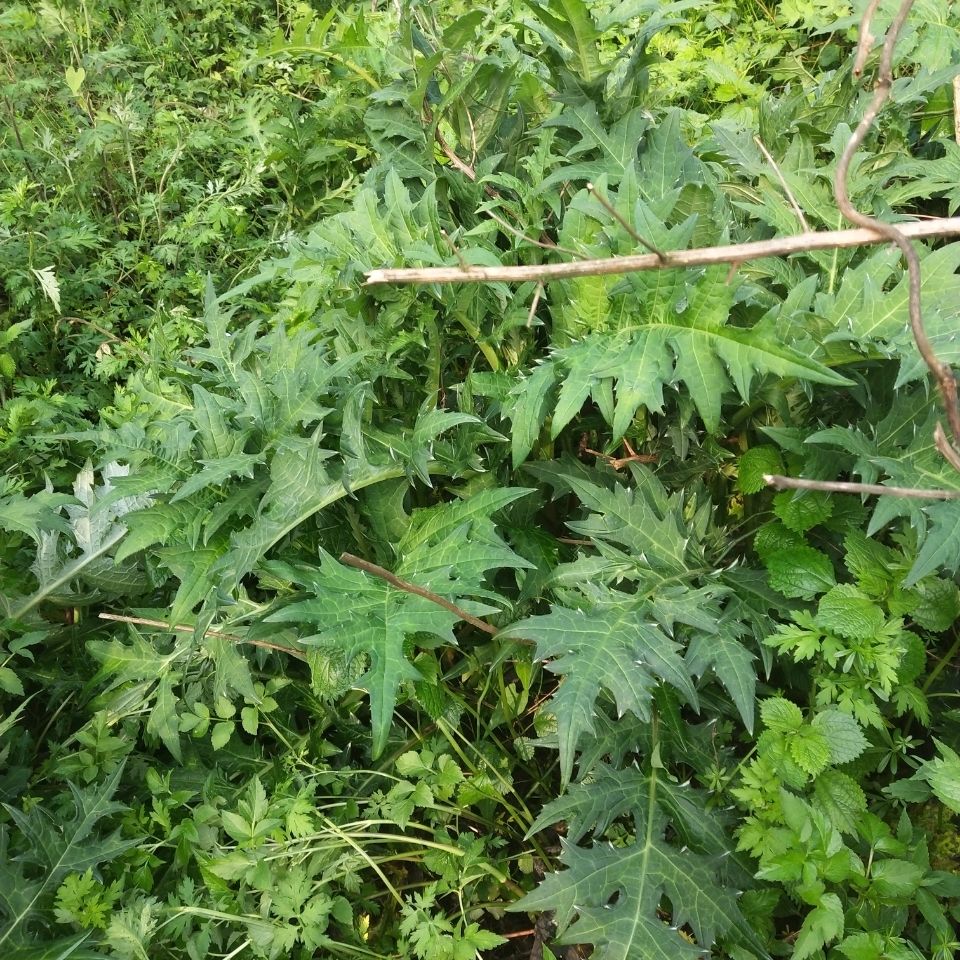 贵州野生马刺蓟新鲜马刺根滋补纯野生牛口刺大蓟根2斤新鲜现挖整株