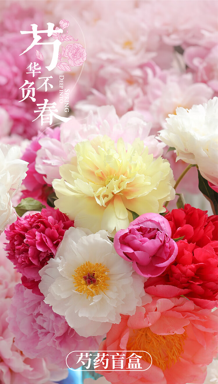 【基地直发】FlowerPlus花加单品鲜花云南昆明花束精致桌面瓶插花摆件鲜切花（下单后7天内发货） 六出花10枝，颜色随机