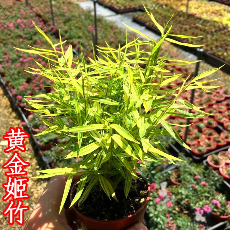 正宗熊猫竹子植物菲白竹苗姬竹黄金姬竹金黄竹叶面出艺小竹子盆景室内
