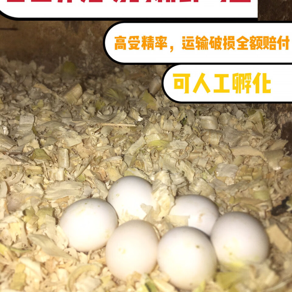 嘉瑰玄凤鹦鹉受精蛋种蛋鹦鹉鸟蛋种蛋可人工孵化种蛋黄化玄凤受精蛋