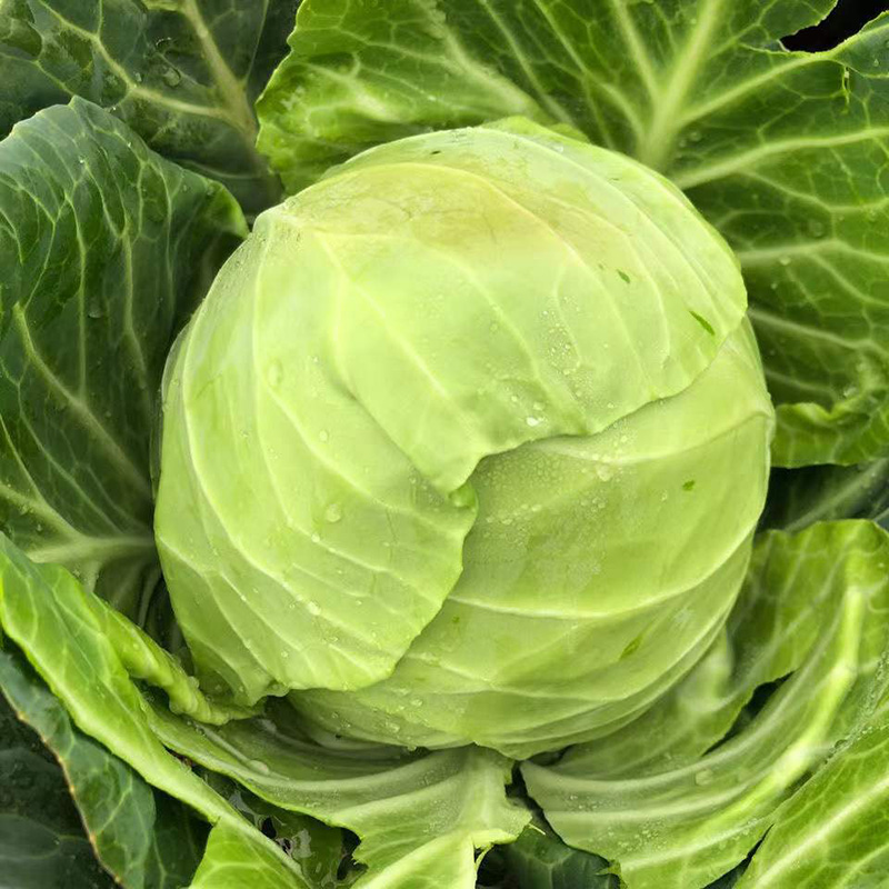 牛心菜新鲜甘蓝莲花白鸡心绿叶菜尖牛心包菜包心菜牛心菜5斤