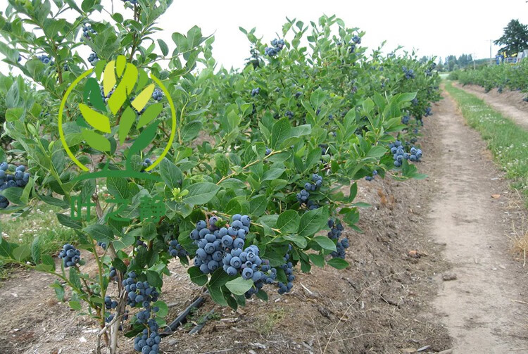 蓝莓苗 蓝莓树苗 盆栽地栽蓝莓树 当年结果南方北方果树苗果树苗