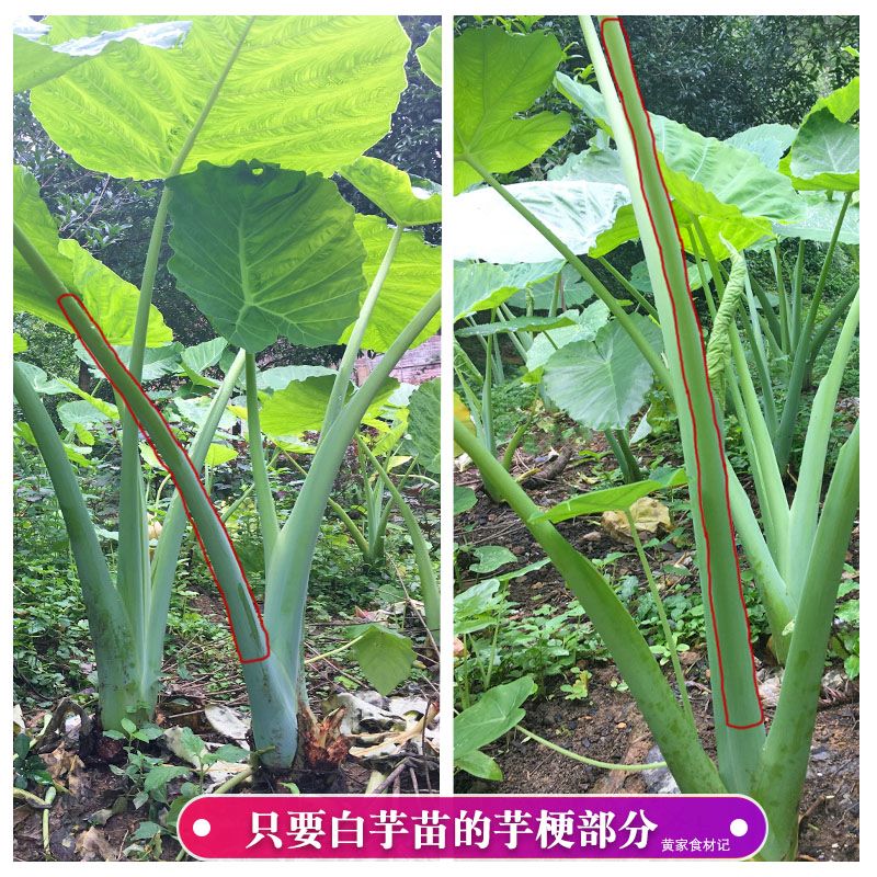 芋苗干芋梗茎干白芋苗干芋头苗干白芋合芋荷广西特