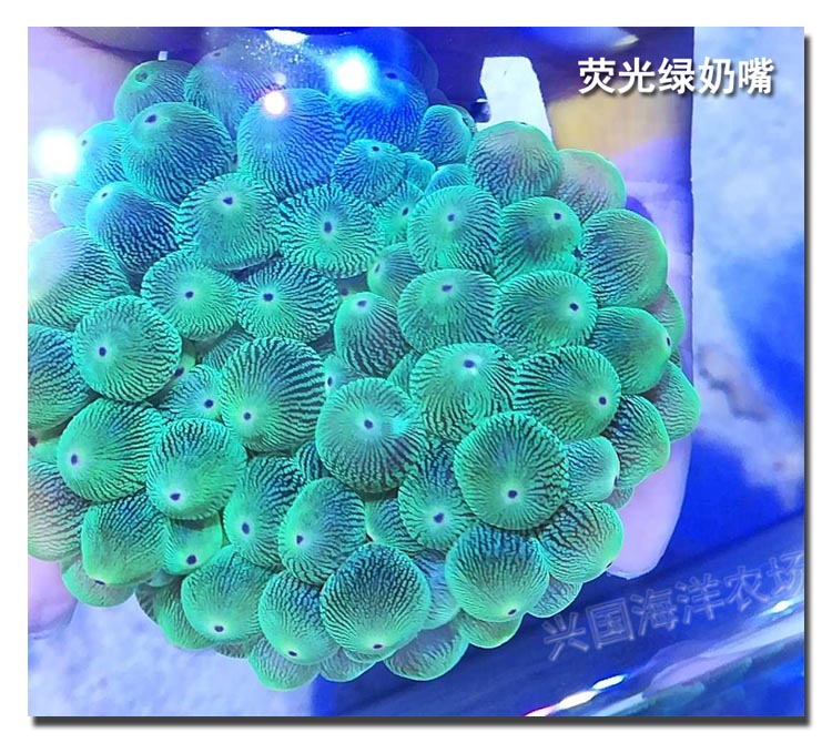 奶嘴海葵活体珊瑚绿奶嘴粉红奶嘴荧光绿奶嘴小丑鱼共生海葵珊瑚活体