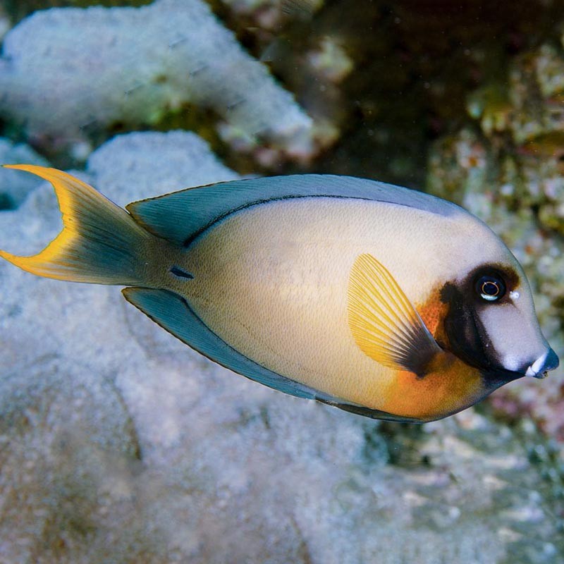 海水鱼活体活物柠檬吊神仙鲽鱼海水观赏鱼宠物鱼运输包活岚黛柠檬吊8