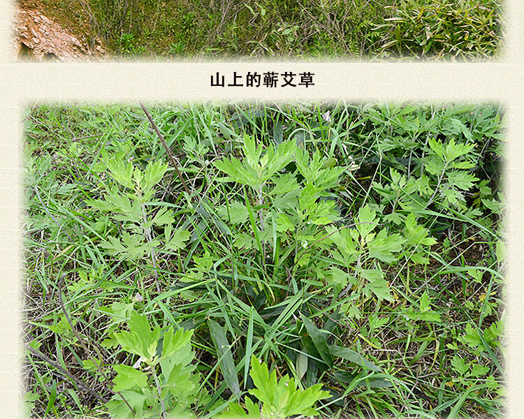 艾世康【艾叶艾草精选】干艾叶泡脚包足艾叶发汗山地月子2袋浴粉泡澡家用洗头发汗月子 【山地艾叶买1 送1】发2袋详情图片11