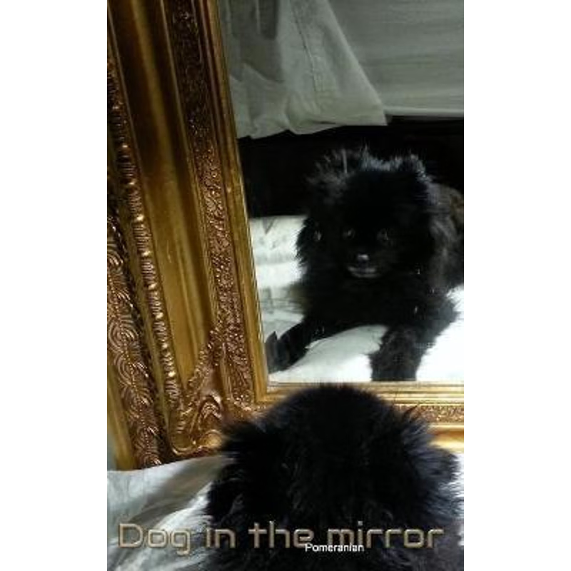 按需印刷Dog in the Mirror Pomeranian[9780464084808]