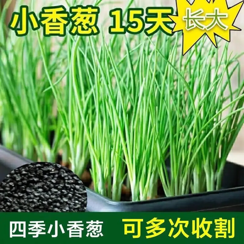 辉音   小香葱籽花艺四季小葱阳台室内花瓶盆栽葱家庭花瓶花艺 3包