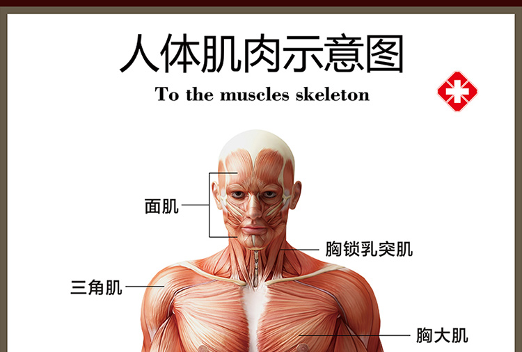 人体肌肉解剖图挂图结构分布图示意图海报宣传画骨骼图人体器官图生活