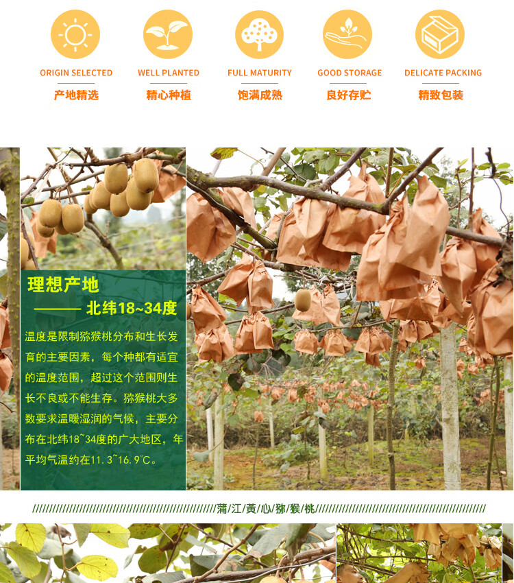 芬果时光 新鲜国产黄心猕猴桃奇异果 24枚装 单果约70-90g 新鲜水果