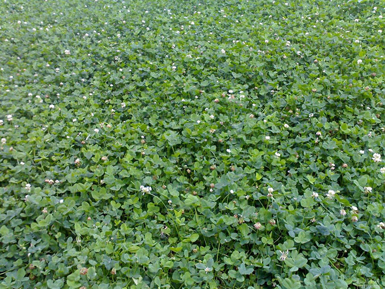【白三叶草】白三叶(trifolium repens l)又名白车轴
