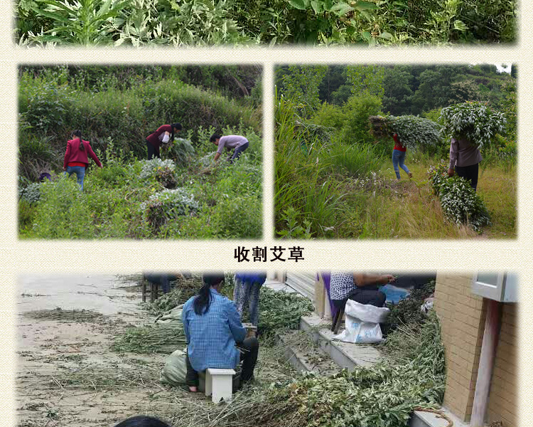 艾世康【艾叶艾草精选】干艾叶泡脚包足艾叶发汗山地月子2袋浴粉泡澡家用洗头发汗月子 【山地艾叶买1 送1】发2袋详情图片14