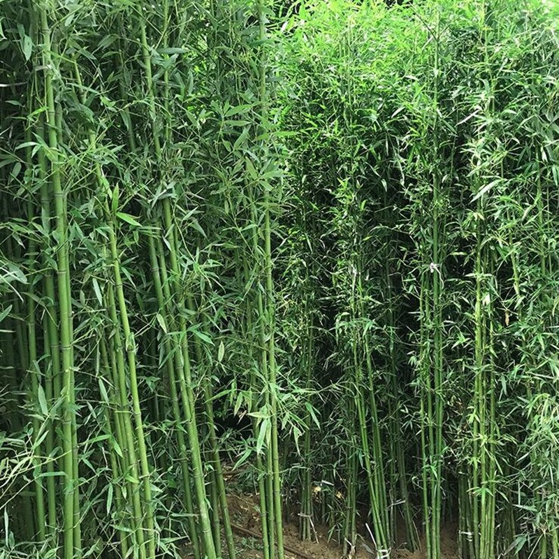 庭院绿化植物竹子苗青竹苗紫竹苗早园竹苗盆栽毛竹根金镶玉竹.
