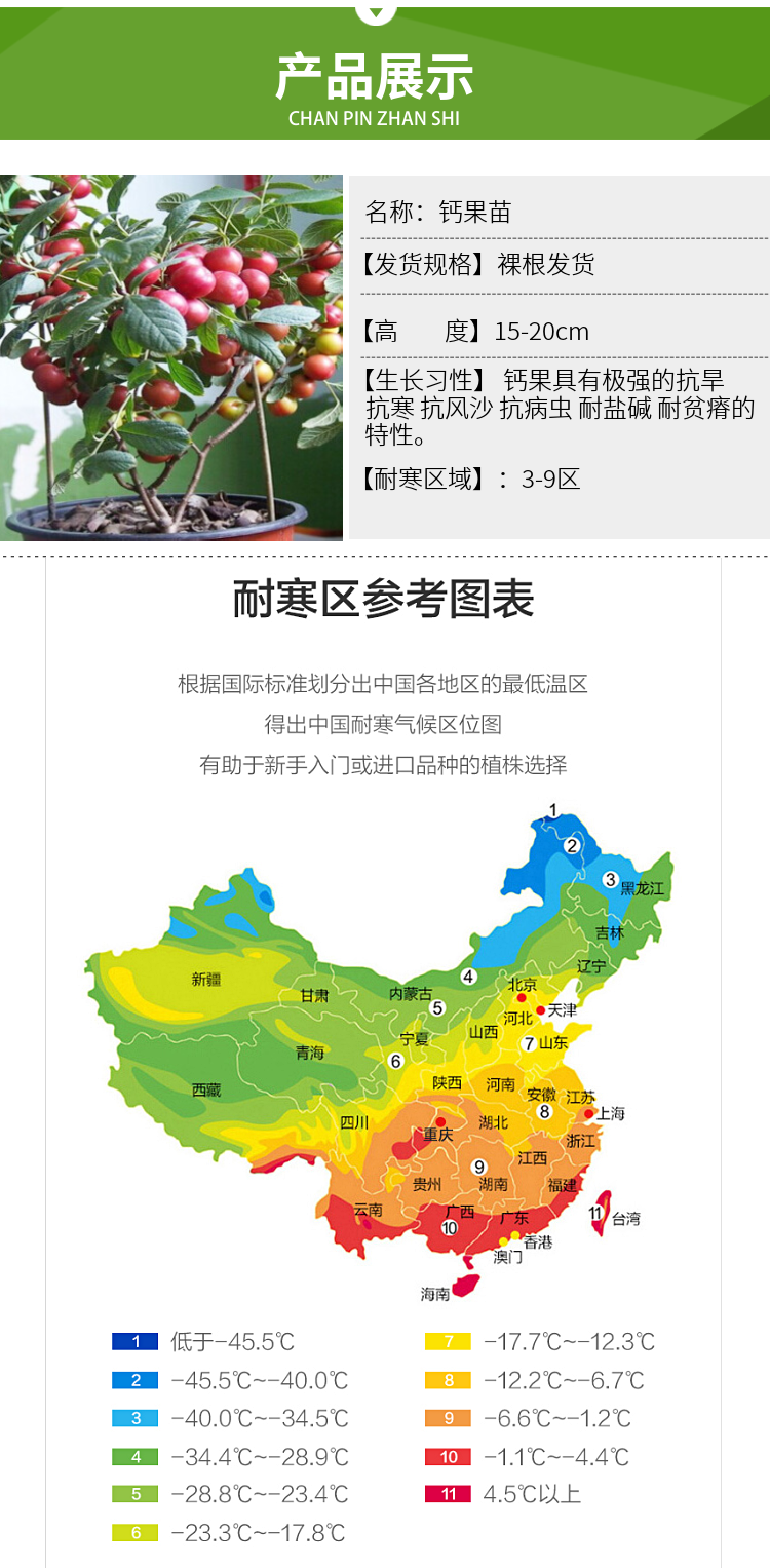 果树苗室内阳台钙果苗欧李苗 农大高钙 钙果树苗给孩子高钙 耐寒耐旱