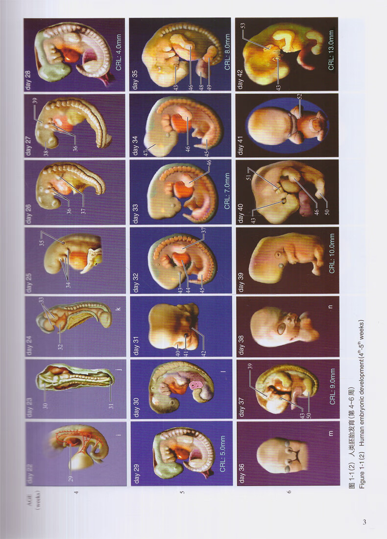 正版现货 人类胚胎学图谱 胎学 三维图描绘胚胎发育的形态特征 胚胎
