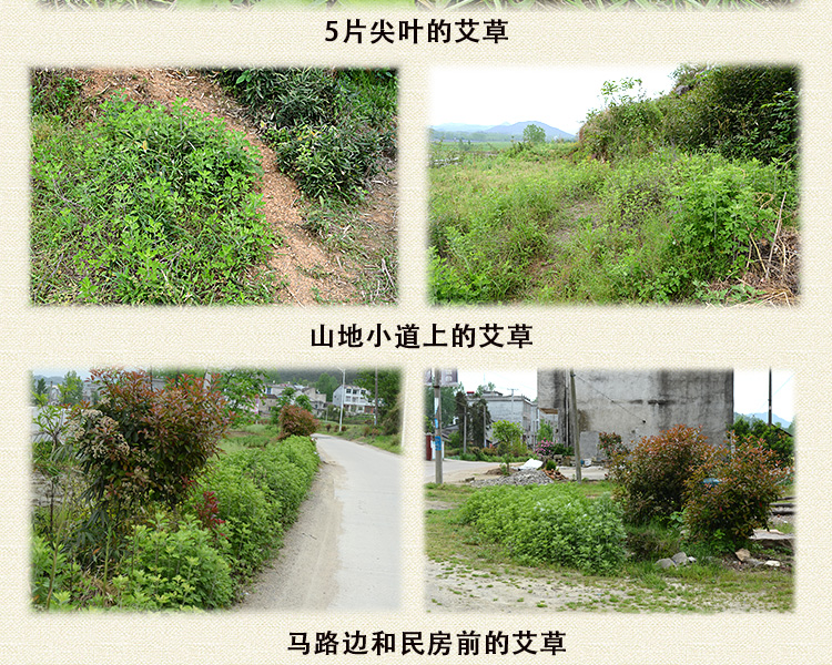 艾世康【艾叶艾草精选】干艾叶泡脚包足艾叶发汗山地月子2袋浴粉泡澡家用洗头发汗月子 【山地艾叶买1 送1】发2袋详情图片12