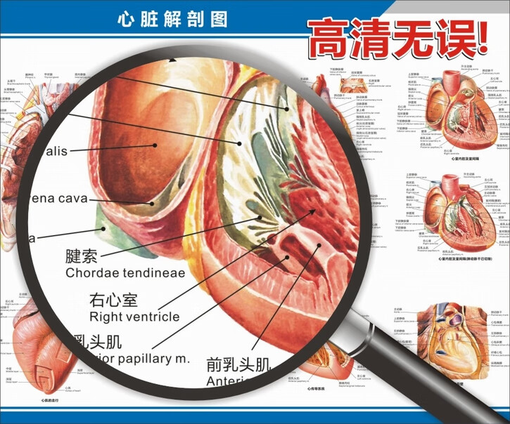 心脏结构示意图心脏解剖图结构图构造图示意图心血管内科中英文医院