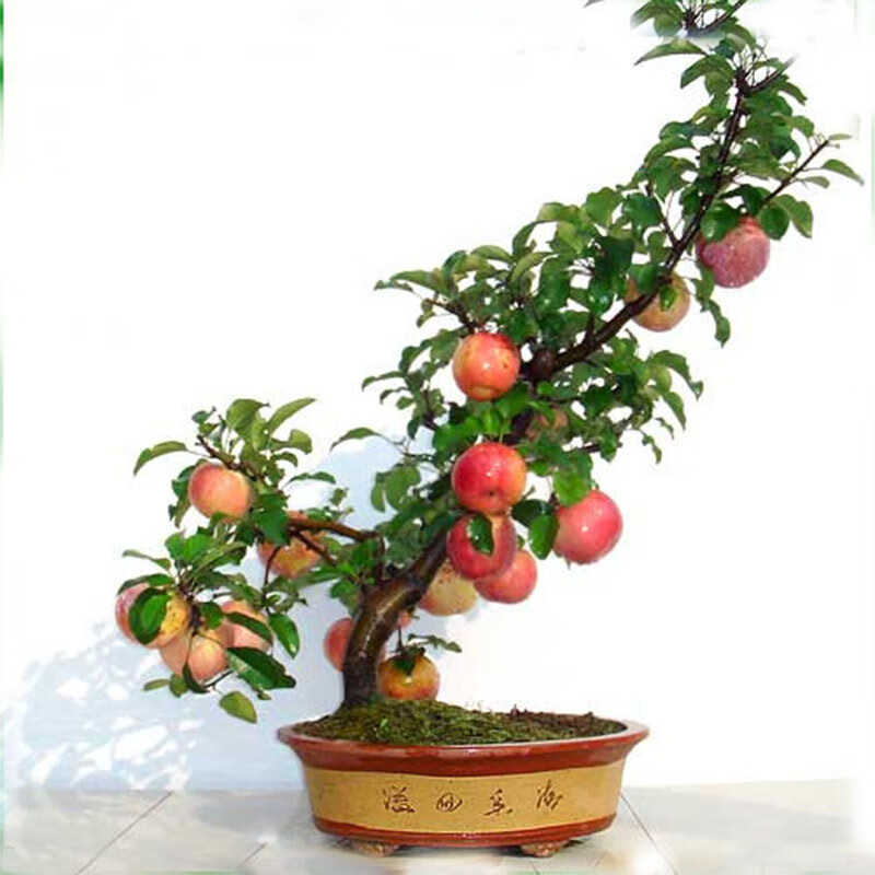 带果发货,矮化观赏室内苹果盆栽盆 