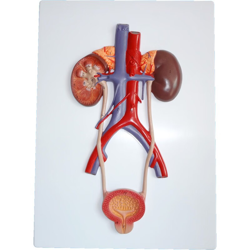 泌尿系统模型泌尿系统立体泌尿系统肾输尿管膀胱及尿道模型膀胱导尿肾