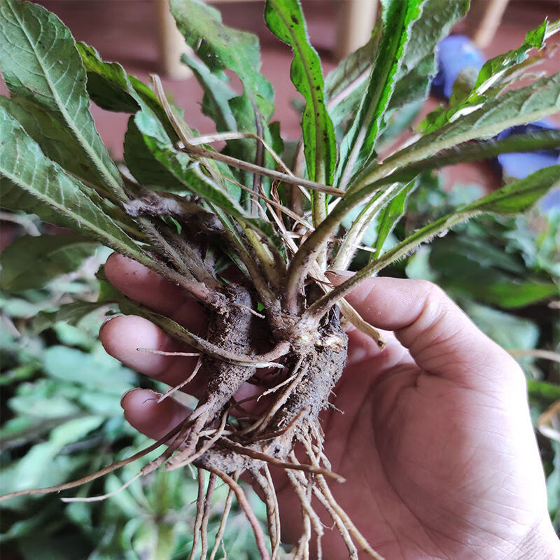 伟博野生新鲜地胆头地胆草草鞋根铁灯柱红花地胆头中草药牛契埔新鲜地