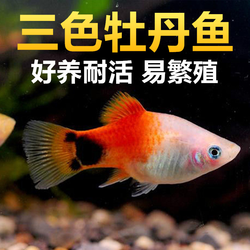 三色牡丹鱼活体胎生淡水下崽狂魔鱼小型耐养的鱼热带小鱼活观赏鱼
