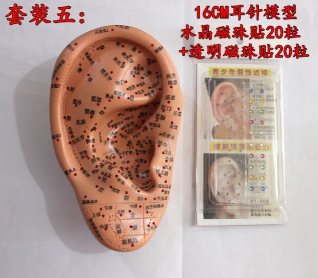 特价16cm耳针模型针灸穴位模型耳朵穴位模型贴揿针耳穴贴用16cm耳朵