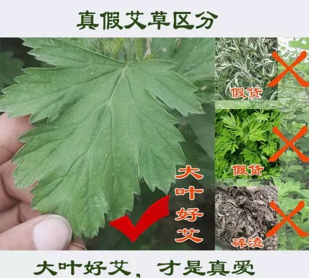 【官方优选】 野生艾叶艾草干艾草艾叶草泡脚包泡澡包