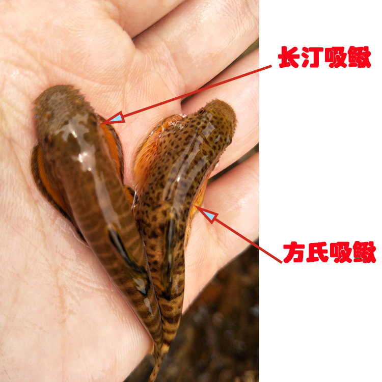 吸鳅鱼原生溪流冷水清道夫小型观赏贵州爬岩鳅琵琶除藻缸清洁工具黄唇