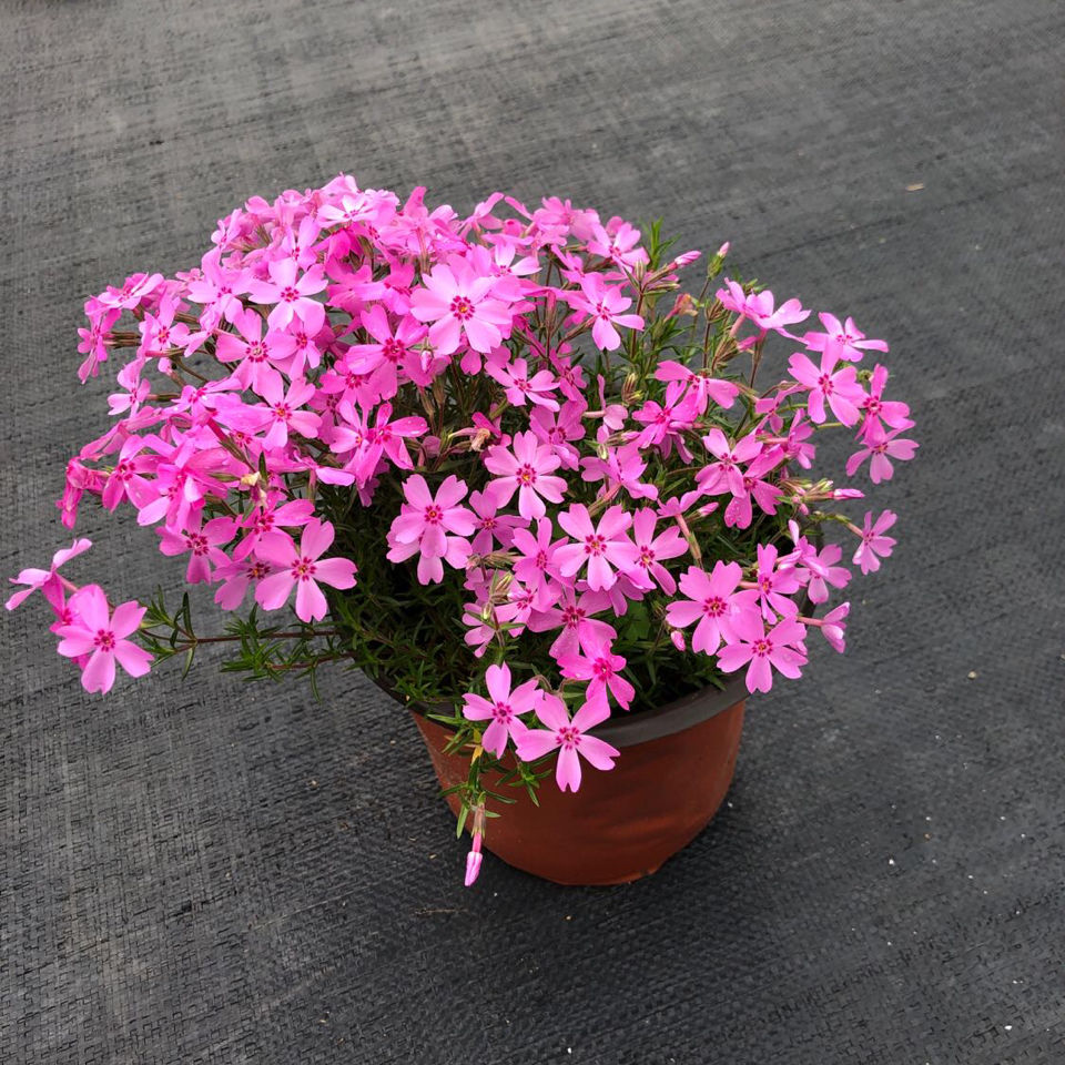 轻奢芊阙芝苗芝樱苗丛生福禄考多年生非地被植物盆栽阳台基地直发