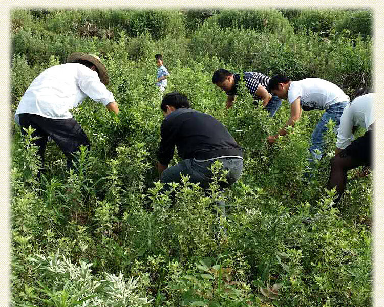 艾世康【艾叶艾草精选】干艾叶泡脚包足艾叶发汗山地月子2袋浴粉泡澡家用洗头发汗月子 【山地艾叶买1 送1】发2袋详情图片13