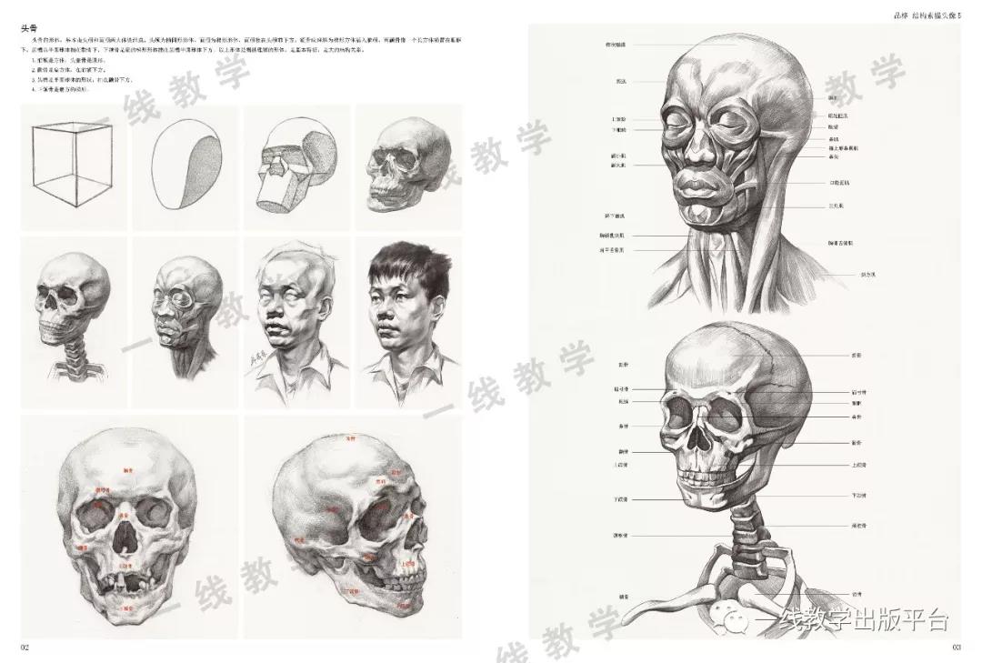 5施芦一线教学头部骨骼五官解析画法素描头像结构明暗范画步骤精讲多