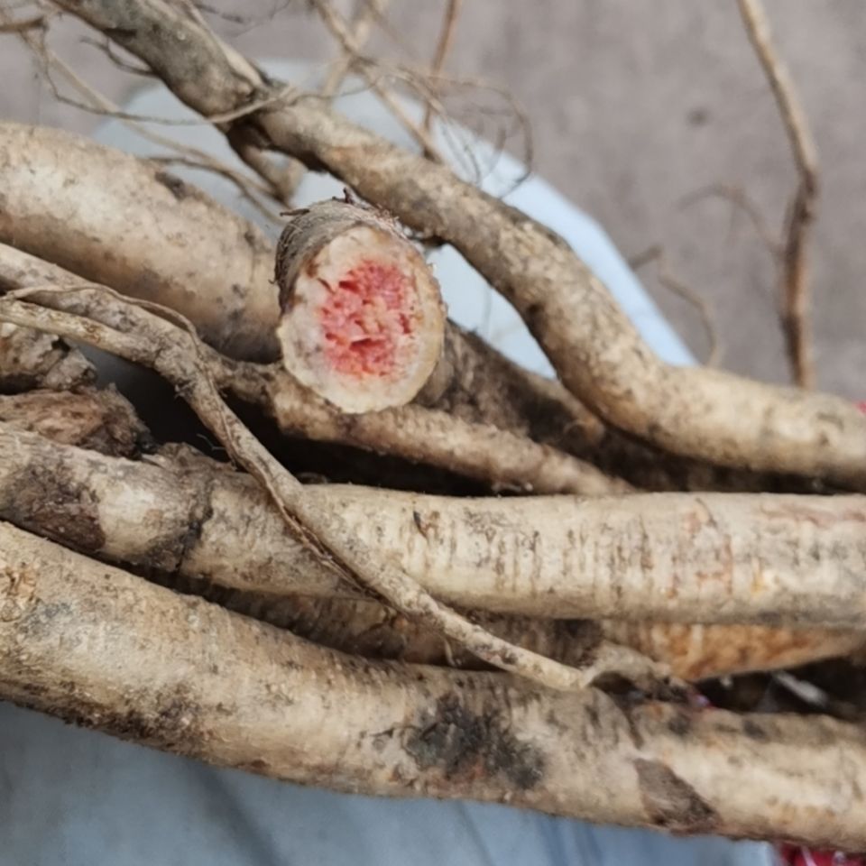 新鲜高原红活麻根红杆荨麻草根荨麻根霍麻禾麻火麻蝎子草根新鲜的根