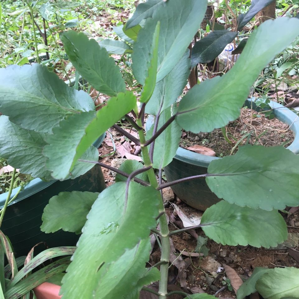 伟博新鲜草药落地生根不死鸟天灯笼倒吊莲500g500g