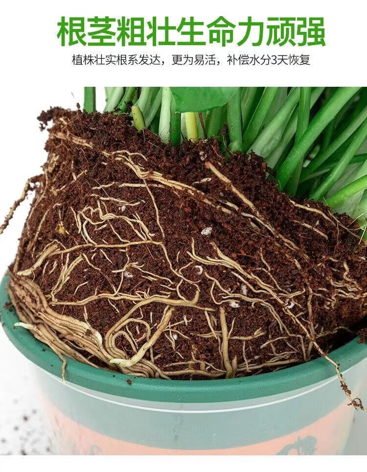 花农氏绿萝盆栽室内好养吸除甲醛净化空气水培植物绿植花卉盆栽绿箩 120绿加仑自吸水4盆