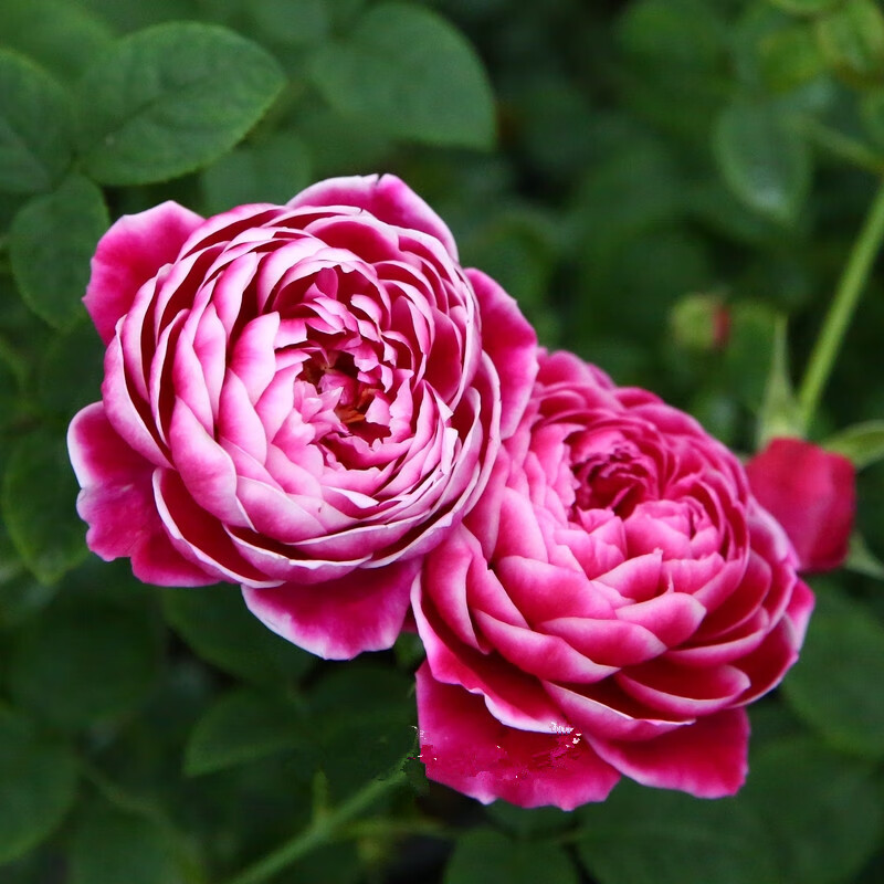 日本玛丽玫瑰具有牡丹气质玫瑰露台阳台月季花苗盆栽15厘米带营养钵不