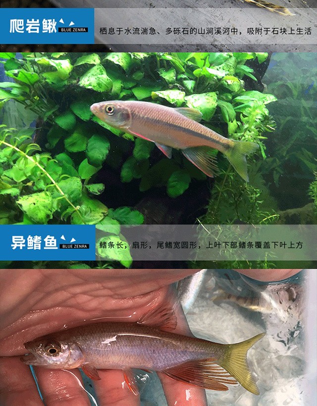 原生冷水鱼长鳍马口宽鳍鱲异鱲爬岩鳅吸鳅琵琶鱼活体宠物观赏鱼活体